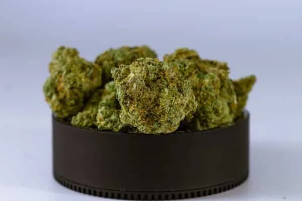 CBD Shop Calao