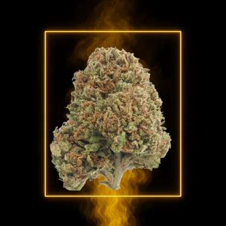 NotoriousWeed